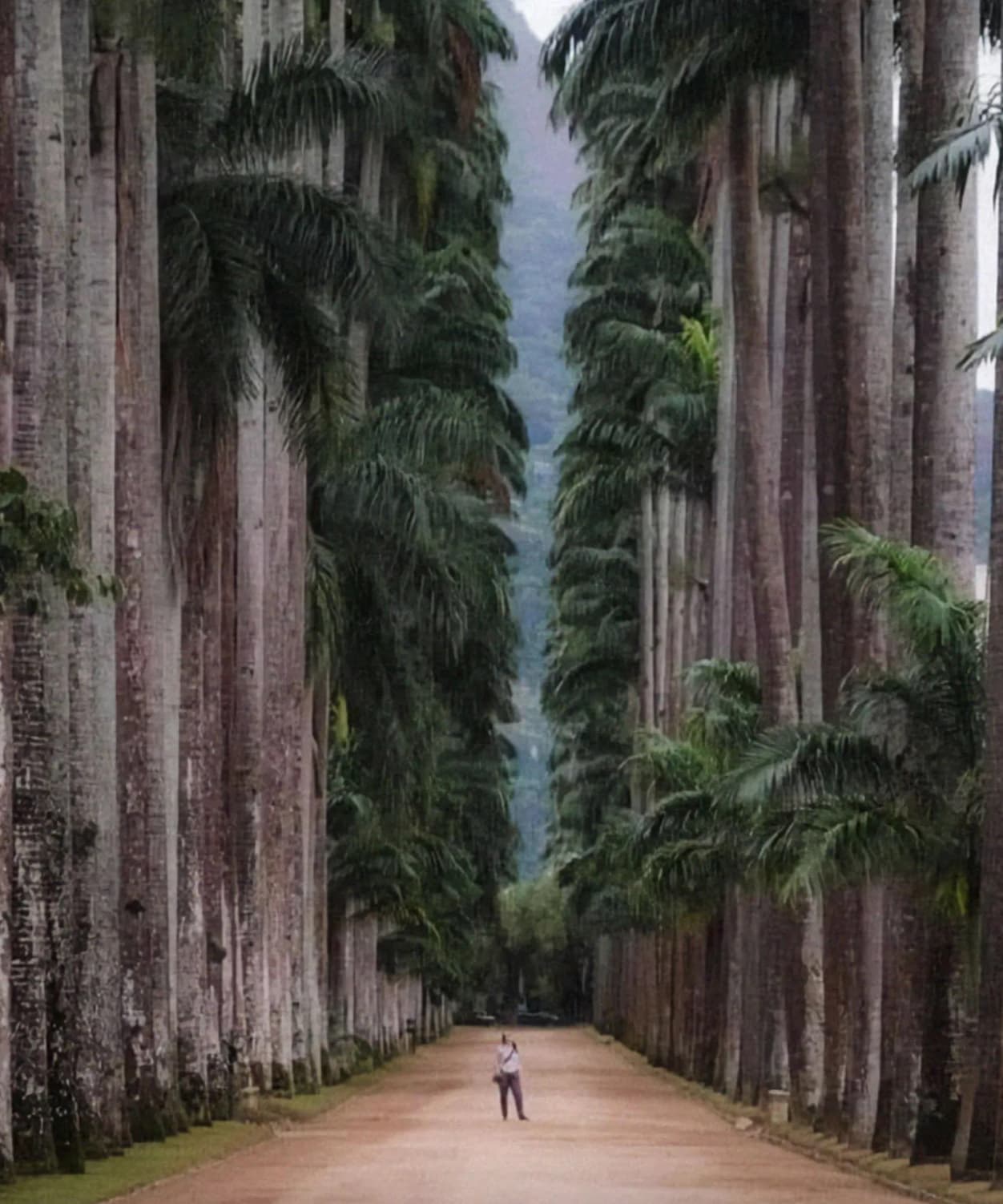 botanical park of rio de janeiro brazil